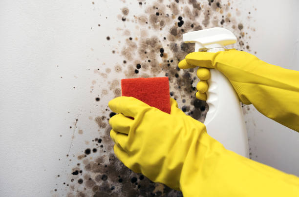 Best Localized Mold Remediation (e.g., coastal areas, humid climates) in Russell, KS