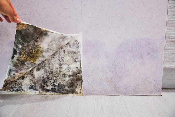 Best Post-Flood Mold Remediation in Russell, KS